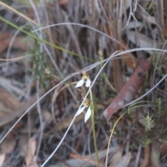 Eriochilus cucullatus (Parson's Bands) at Hackett, ACT - 25 Mar 2019 by petersan