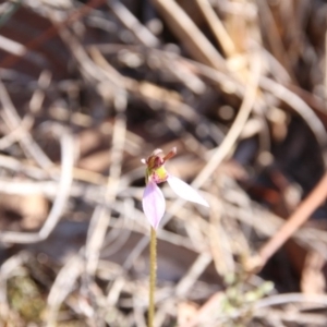 Eriochilus cucullatus at Hackett, ACT - 26 Mar 2019