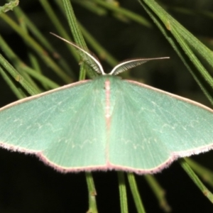 Chlorocoma (genus) at Ainslie, ACT - 24 Mar 2019