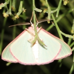 Chlorocoma (genus) at Ainslie, ACT - 24 Mar 2019