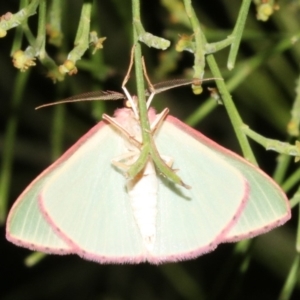 Chlorocoma (genus) at Ainslie, ACT - 24 Mar 2019