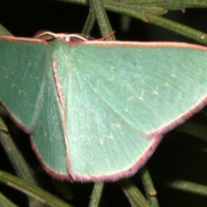 Chlorocoma (genus) at Ainslie, ACT - 24 Mar 2019