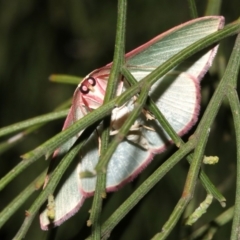 Chlorocoma (genus) at Ainslie, ACT - 24 Mar 2019