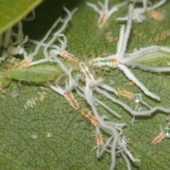 Protyora sterculiae (Kurrajong star psyllid) at Acton, ACT - 22 Mar 2019 by TimL