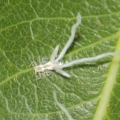 Protyora sterculiae at Acton, ACT - 22 Mar 2019 01:16 PM