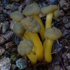 Leotia lubrica (Jellybaby) at Box Cutting Rainforest Walk - 8 Mar 2018 by Teresa