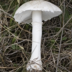 Leucoagaricus sp. at Michelago, NSW - 23 Mar 2019 by Illilanga