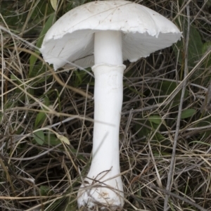 Leucoagaricus sp. at Illilanga & Baroona - 24 Mar 2019