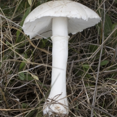 Leucoagaricus sp. at Illilanga & Baroona - 24 Mar 2019 by Illilanga