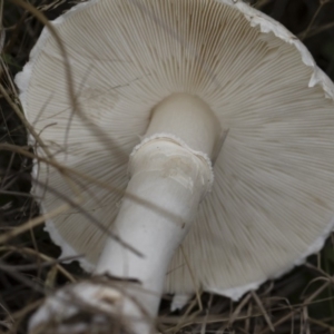 Leucoagaricus sp. at Illilanga & Baroona - 24 Mar 2019