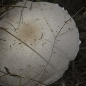 Leucoagaricus sp. at Illilanga & Baroona - 24 Mar 2019