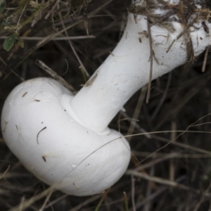 Leucoagaricus sp. at Illilanga & Baroona - 24 Mar 2019