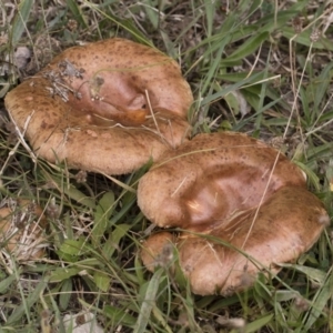 Paxillus involutus at Illilanga & Baroona - 24 Mar 2019