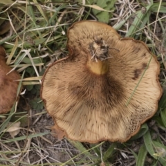 Paxillus involutus at Illilanga & Baroona - 24 Mar 2019 11:03 AM
