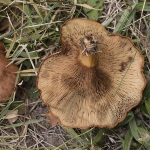 Paxillus involutus at Illilanga & Baroona - 24 Mar 2019