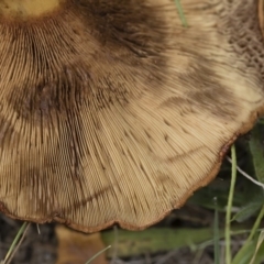 Paxillus involutus at Illilanga & Baroona - 24 Mar 2019 11:03 AM