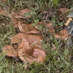 Paxillus involutus at Illilanga & Baroona - 24 Mar 2019 11:03 AM
