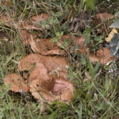 Paxillus involutus at Illilanga & Baroona - 24 Mar 2019