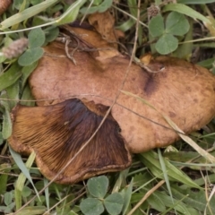 Paxillus involutus at Illilanga & Baroona - 24 Mar 2019