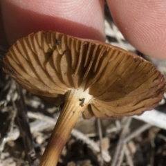 zz agaric (stem; gills not white/cream) at Illilanga & Baroona - 22 Dec 2018