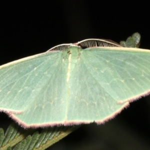 Chlorocoma dichloraria at Ainslie, ACT - 24 Mar 2019 09:55 PM