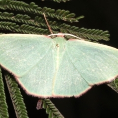 Chlorocoma dichloraria at Ainslie, ACT - 24 Mar 2019 09:55 PM