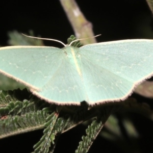 Chlorocoma dichloraria at Ainslie, ACT - 24 Mar 2019