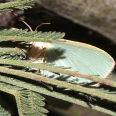 Chlorocoma dichloraria at Ainslie, ACT - 24 Mar 2019 11:45 PM