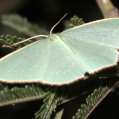 Chlorocoma dichloraria at Ainslie, ACT - 24 Mar 2019 11:45 PM