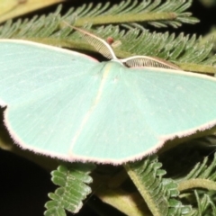 Chlorocoma dichloraria at Ainslie, ACT - 24 Mar 2019