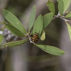 Asura lydia at Michelago, NSW - 22 Mar 2019