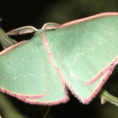 Chlorocoma (genus) (Emerald moth) at Ainslie, ACT - 24 Mar 2019 by jbromilow50