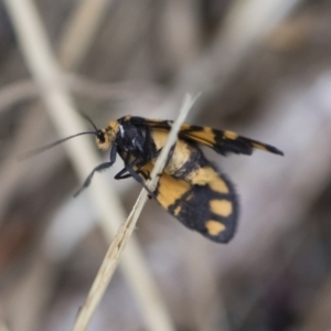 Asura lydia at Michelago, NSW - 30 Dec 2018 03:29 PM