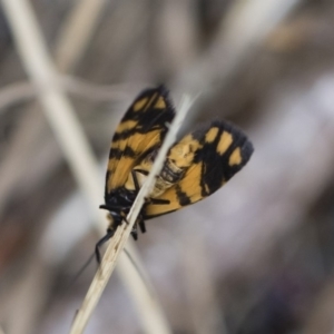 Asura lydia at Michelago, NSW - 30 Dec 2018 03:29 PM