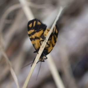 Asura lydia at Michelago, NSW - 30 Dec 2018 03:29 PM