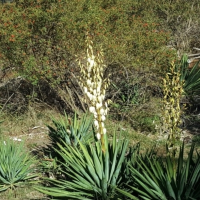 Yucca aloifolia (Spanish Bayonet) at Isaacs Ridge - 26 Mar 2019 by Mike