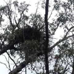 Aquila audax (Wedge-tailed Eagle) at Watson, ACT - 18 Mar 2019 by WalterEgo