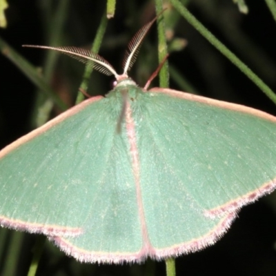 Chlorocoma undescribed species MoVsp3 (An Emerald moth) at Mount Ainslie - 24 Mar 2019 by jb2602