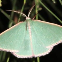 Chlorocoma undescribed species MoVsp3 at Ainslie, ACT - 24 Mar 2019