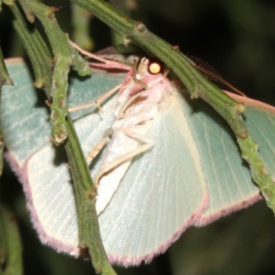 Chlorocoma (genus) (Emerald moth) at Mount Ainslie - 24 Mar 2019 by jb2602