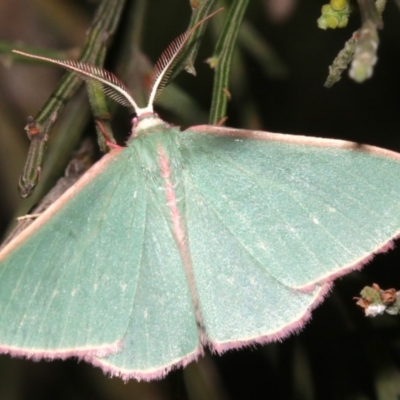 Chlorocoma (genus) (Emerald moth) at Ainslie, ACT - 24 Mar 2019 by jbromilow50