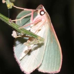 Chlorocoma (genus) at Ainslie, ACT - 24 Mar 2019