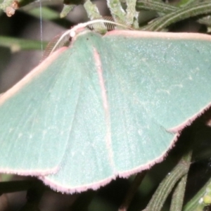 Chlorocoma (genus) at Ainslie, ACT - 24 Mar 2019