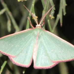 Chlorocoma (genus) at Ainslie, ACT - 24 Mar 2019 10:50 PM