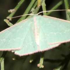 Chlorocoma (genus) (Emerald moth) at Mount Ainslie - 24 Mar 2019 by jb2602