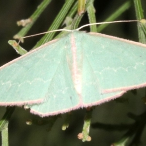 Chlorocoma (genus) at Ainslie, ACT - 24 Mar 2019 10:41 PM