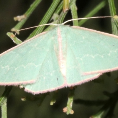 Chlorocoma (genus) (Emerald moth) at Ainslie, ACT - 24 Mar 2019 by jbromilow50