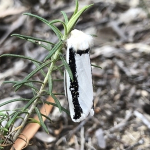 Oenosandra boisduvalii at Michelago, NSW - 21 Mar 2019 06:02 PM