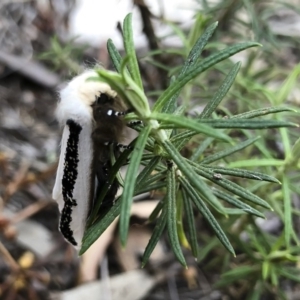 Oenosandra boisduvalii at Michelago, NSW - 21 Mar 2019