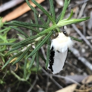 Oenosandra boisduvalii at Michelago, NSW - 21 Mar 2019 06:02 PM